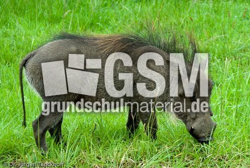 Warzenschwein (24 von 26).jpg